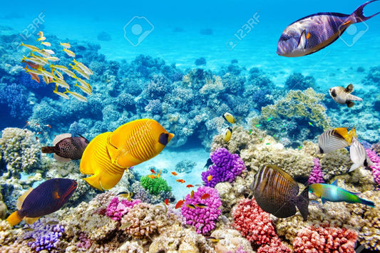 CORAIL